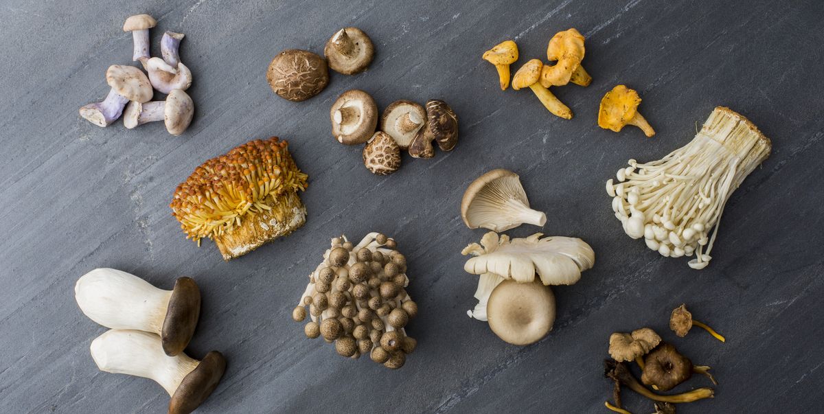 Mushroom Type Classifier